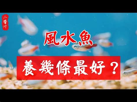 招財金魚|養鬥魚招財：魚缸擺放學問